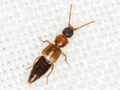 Lithocaris nigriceps